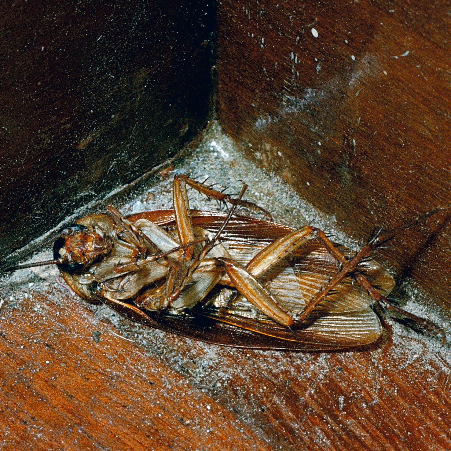 cockroach